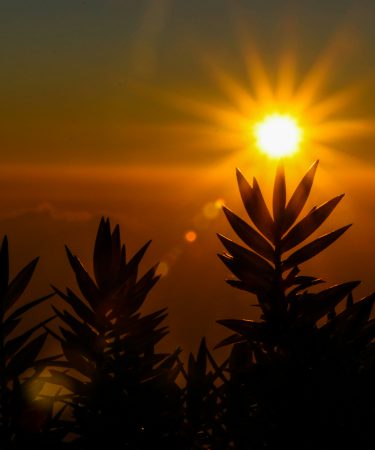 Intensive Sonne im Gegenlicht mit Pflanzensilhouetten – Symbol für UV-Belastung und oxidativen Stress.