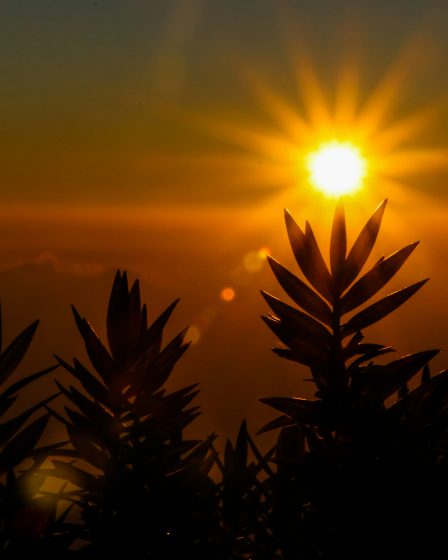 Intensive Sonne im Gegenlicht mit Pflanzensilhouetten – Symbol für UV-Belastung und oxidativen Stress.