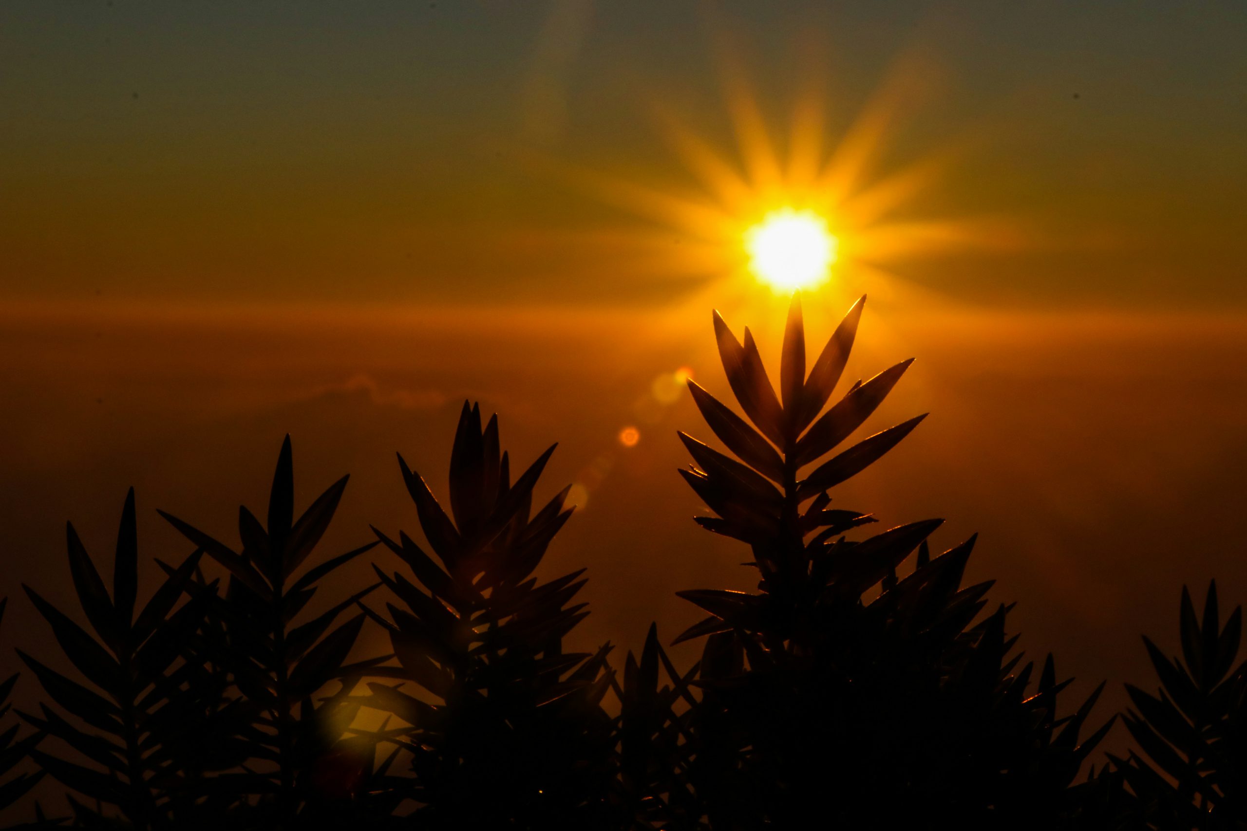 Intensive Sonne im Gegenlicht mit Pflanzensilhouetten – Symbol für UV-Belastung und oxidativen Stress.